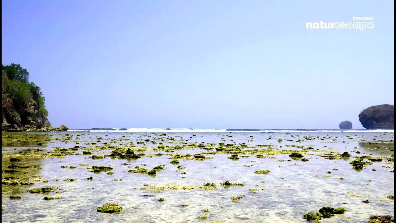 Stingray Naturescape live