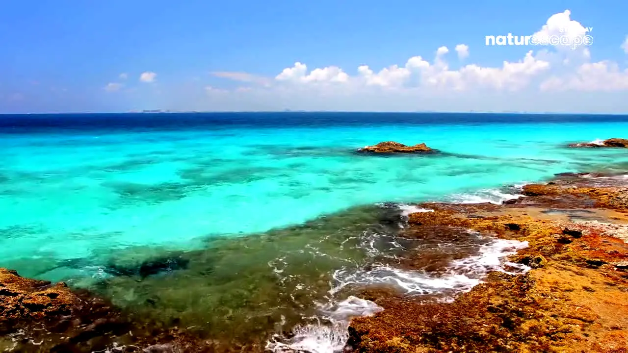 Stingray Naturescape ao vivo
