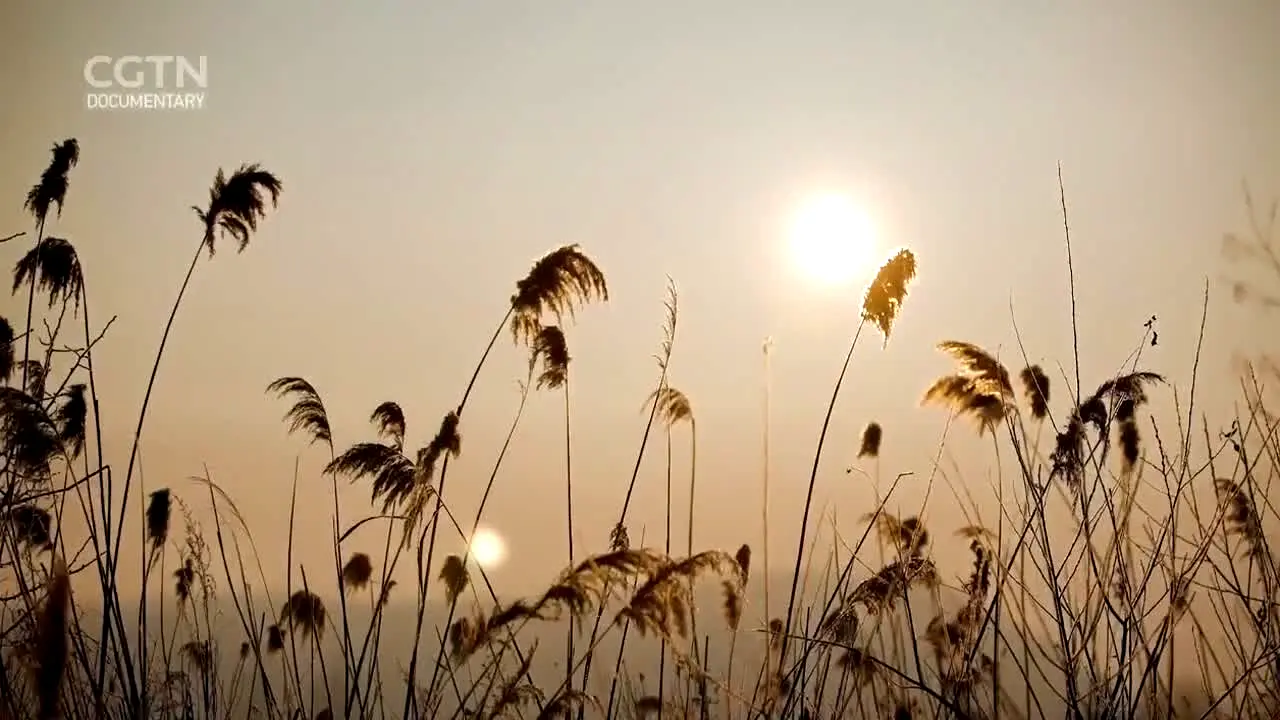 CGTN Documentary na żywo