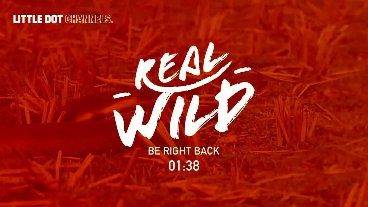 Real Wild — прямой эфир