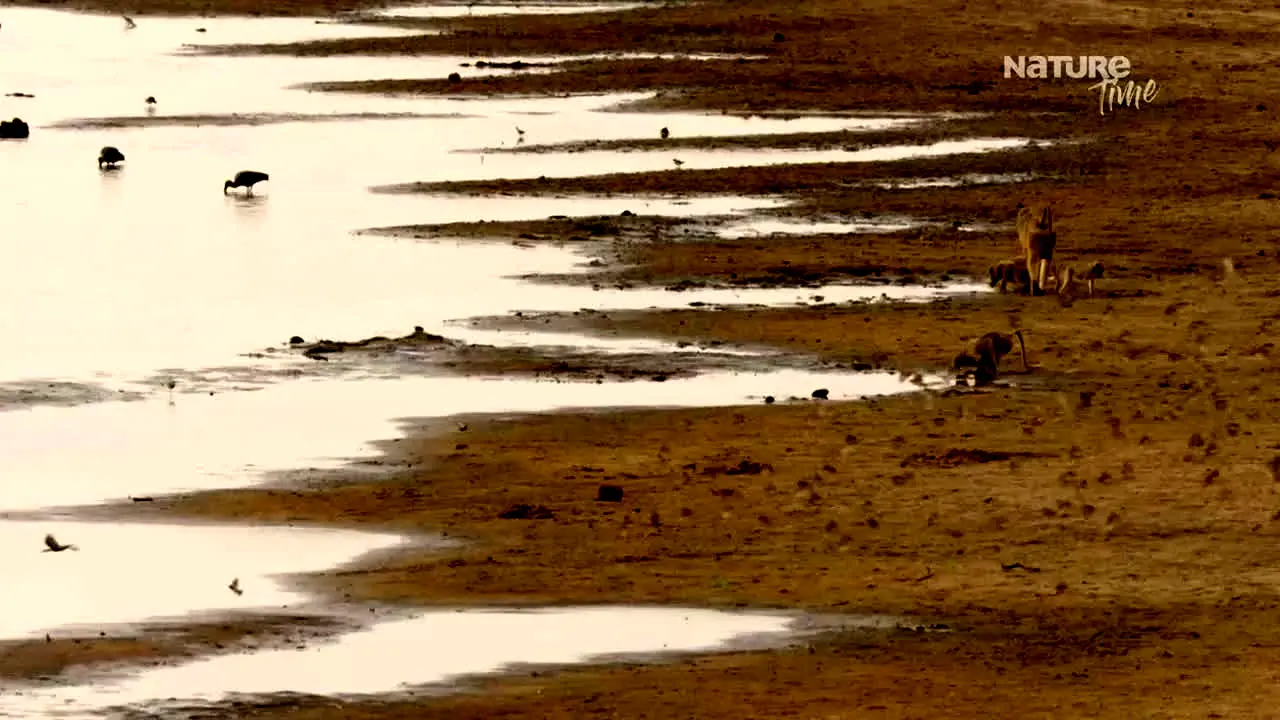 NatureTime France live