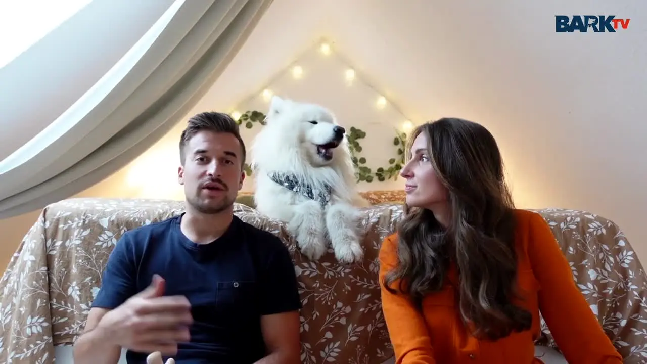 Bark TV live