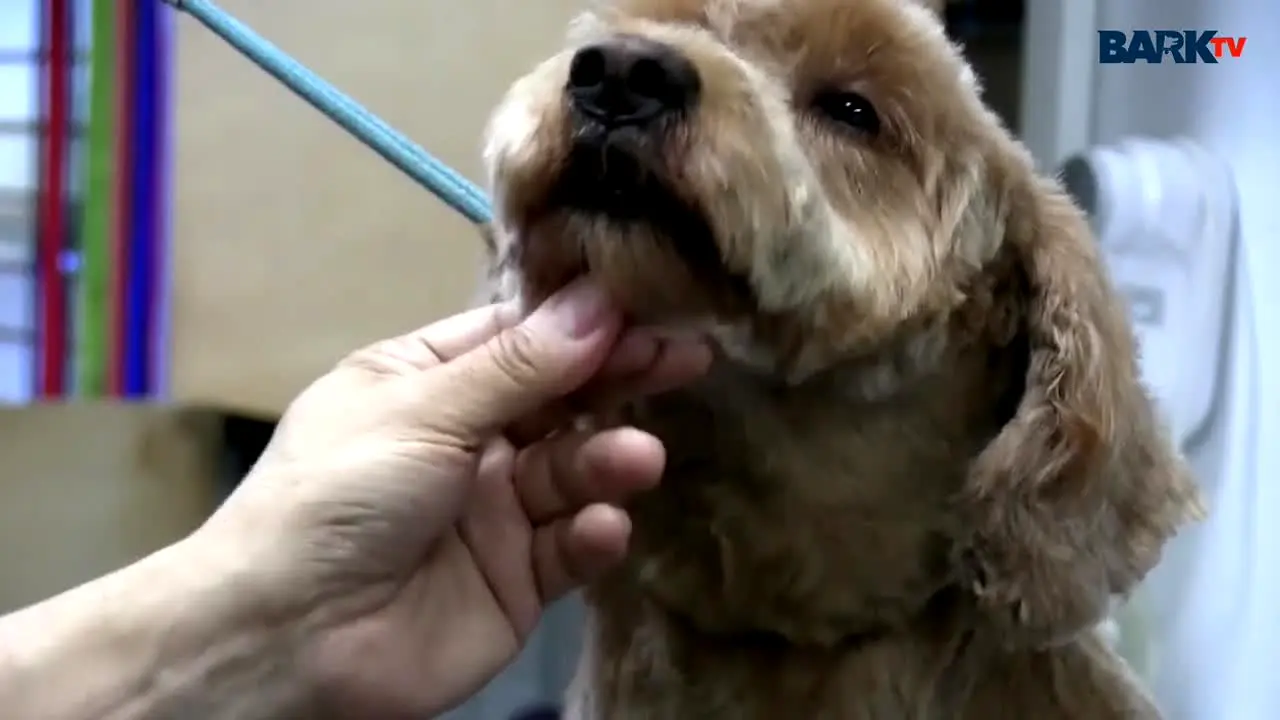 Bark TV live