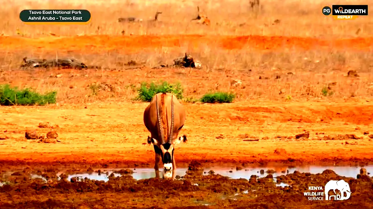 WildEarth live