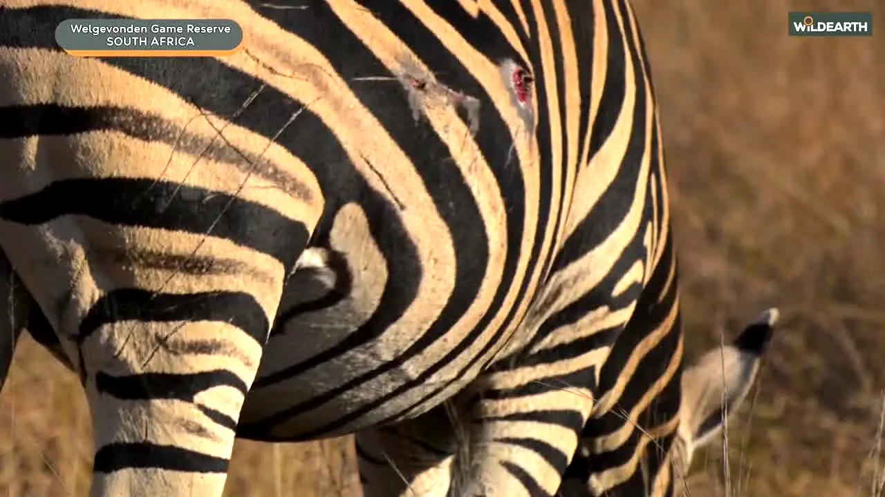 WildEarth en direct