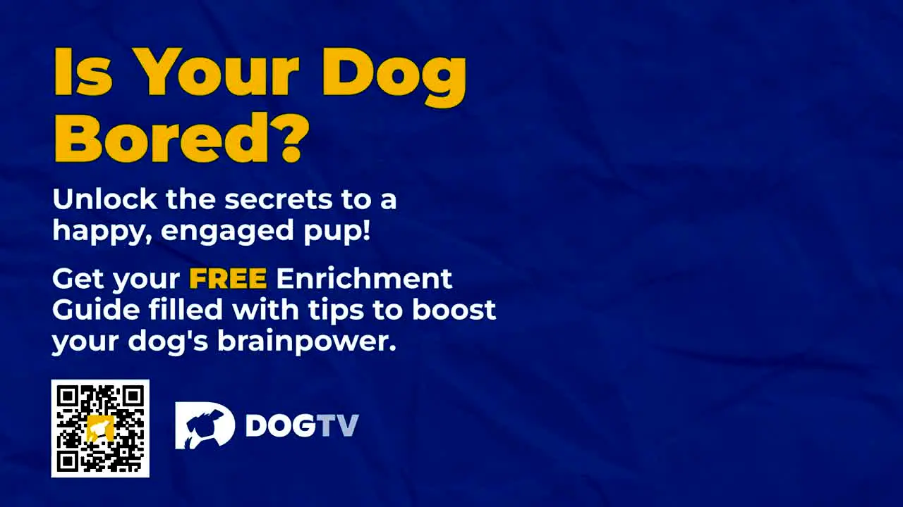 Unleashed by DOGTV live