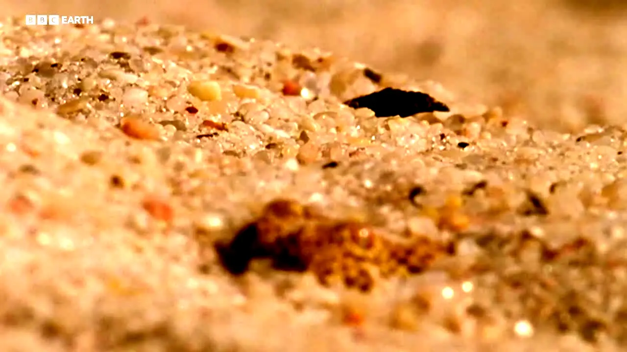 BBC Earth live