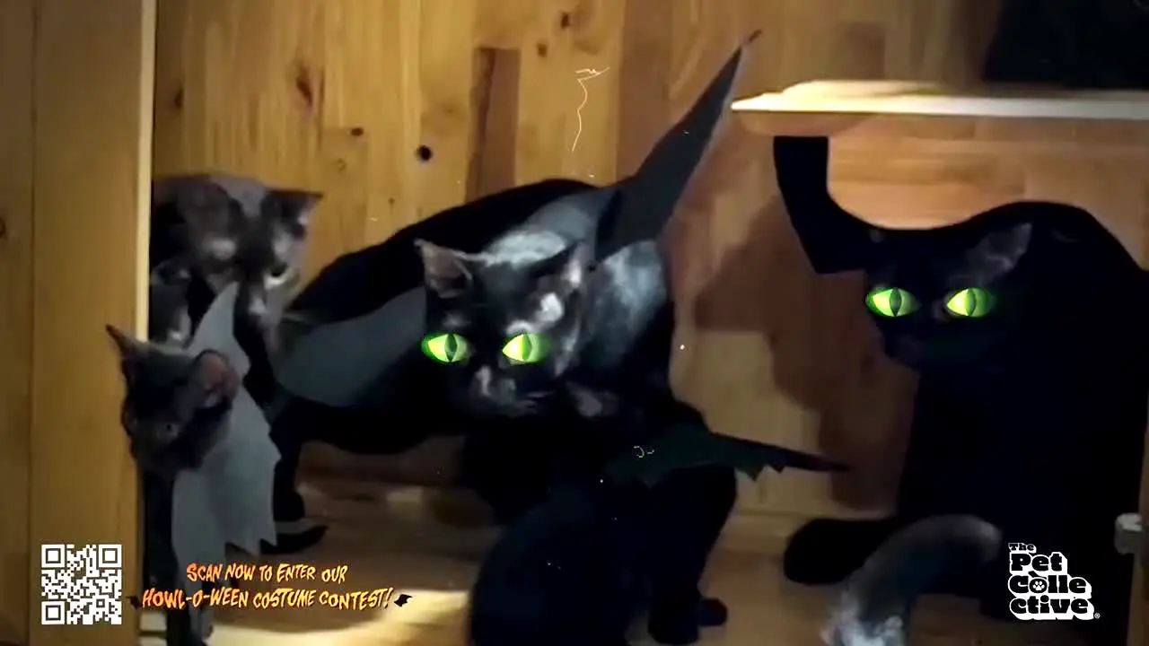 The Pet Collective live