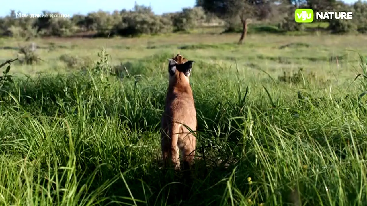 viju Nature live