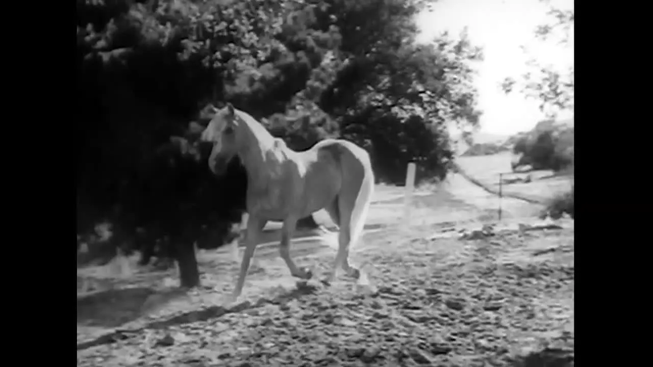 Lone Star na żywo