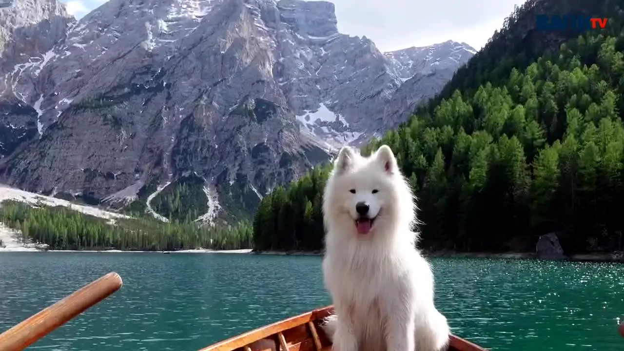 Bark TV live