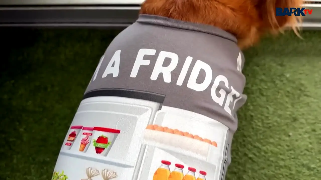 Bark TV in diretta
