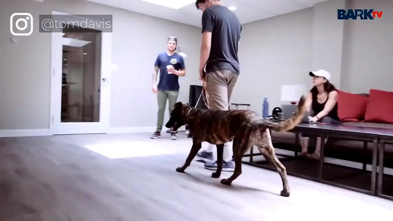 Bark TV live