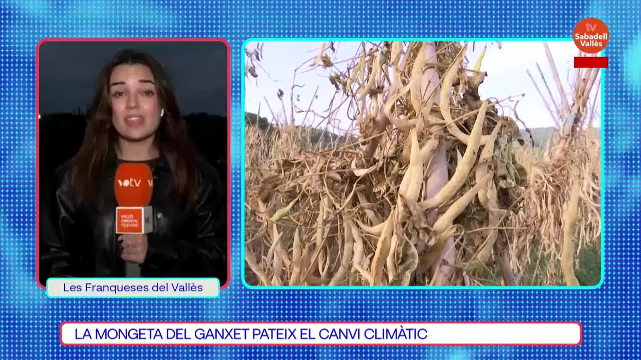 TV Sabadell - Vallès live