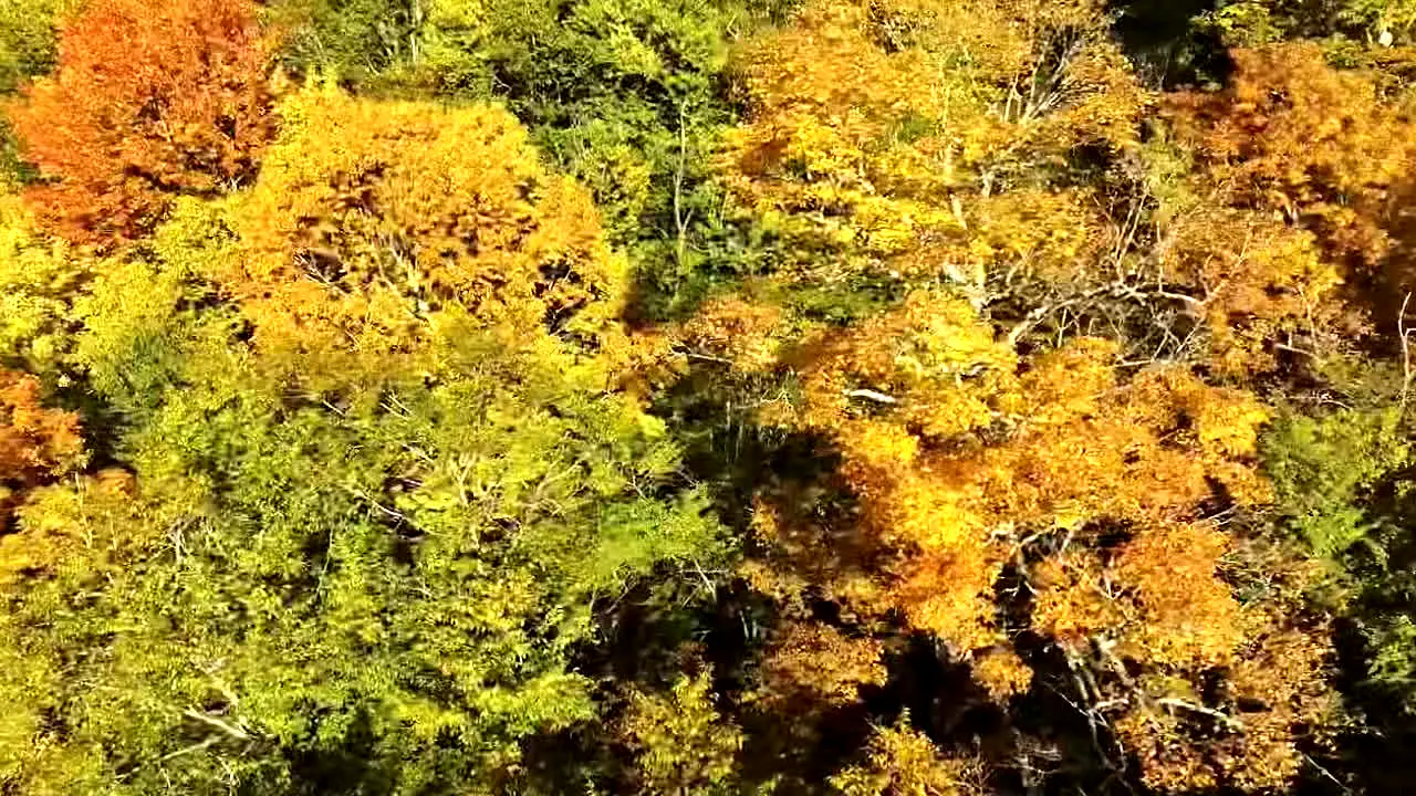 Fall Vibes en direct