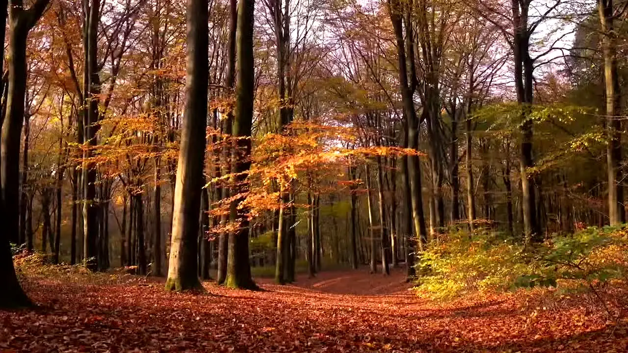 Fall Vibes live