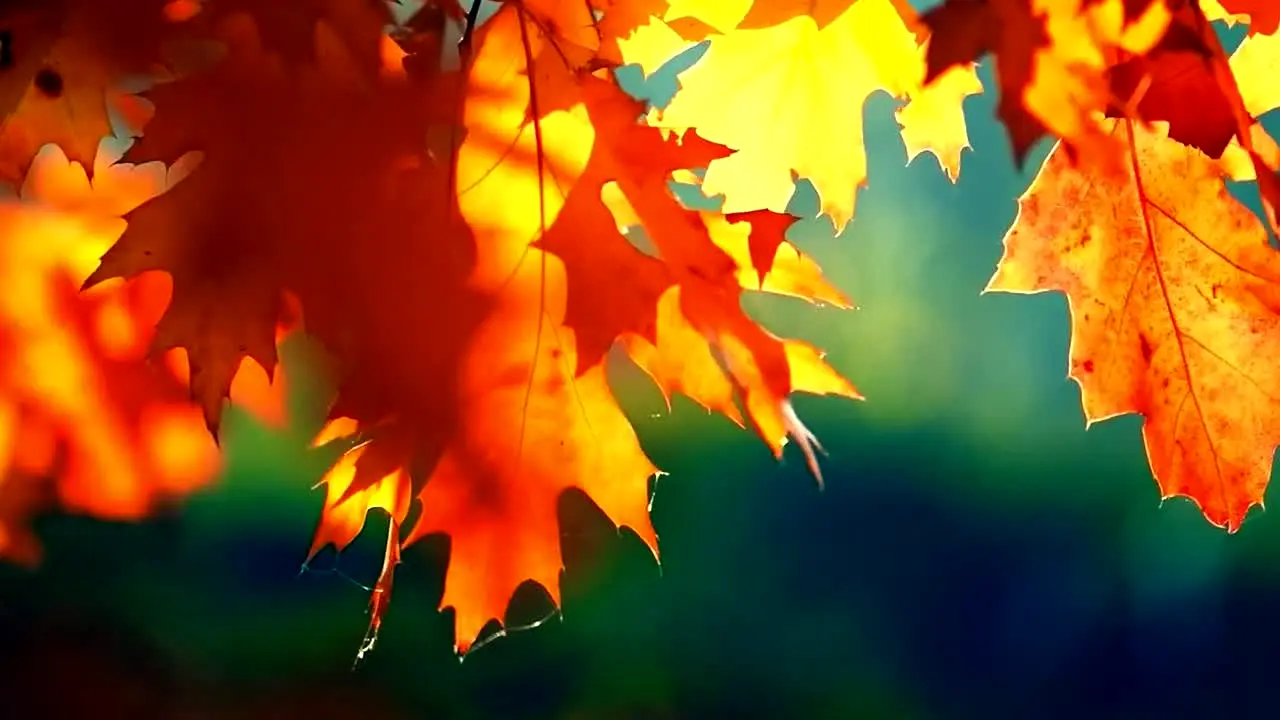 Fall Vibes live