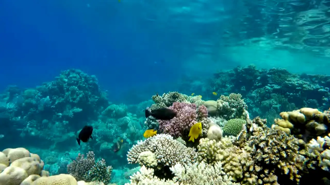 Ocean Vibes live
