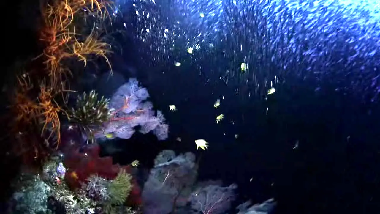 Ocean Vibes en vivo