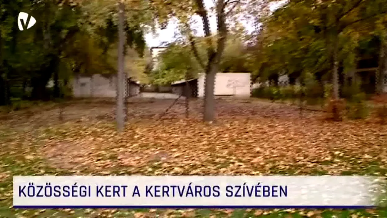 Vásárhelyi Televízió live
