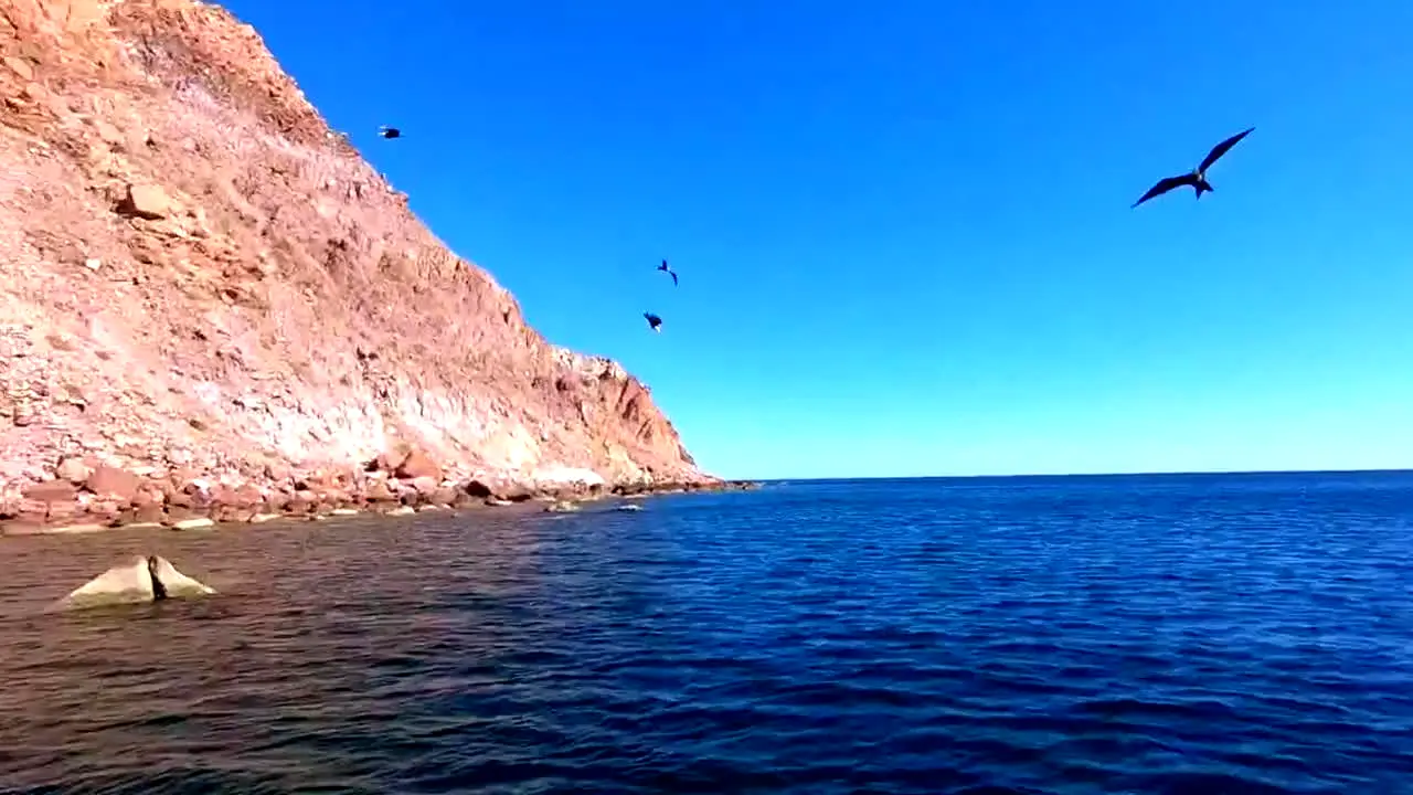 Wired2Fish TV live