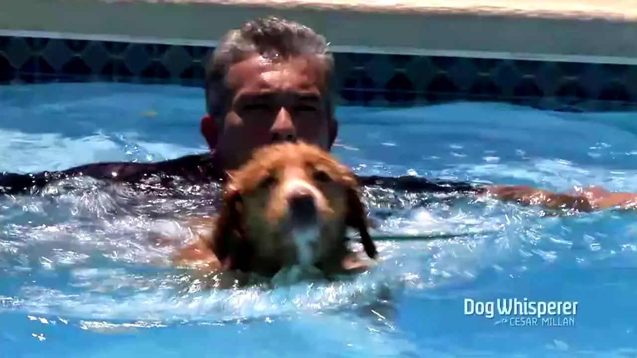 Dog Whisperer live