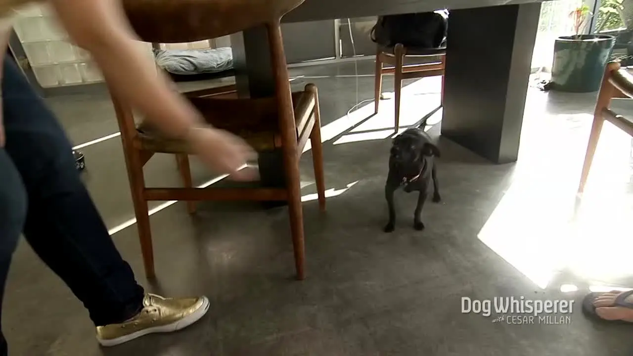 Dog Whisperer live