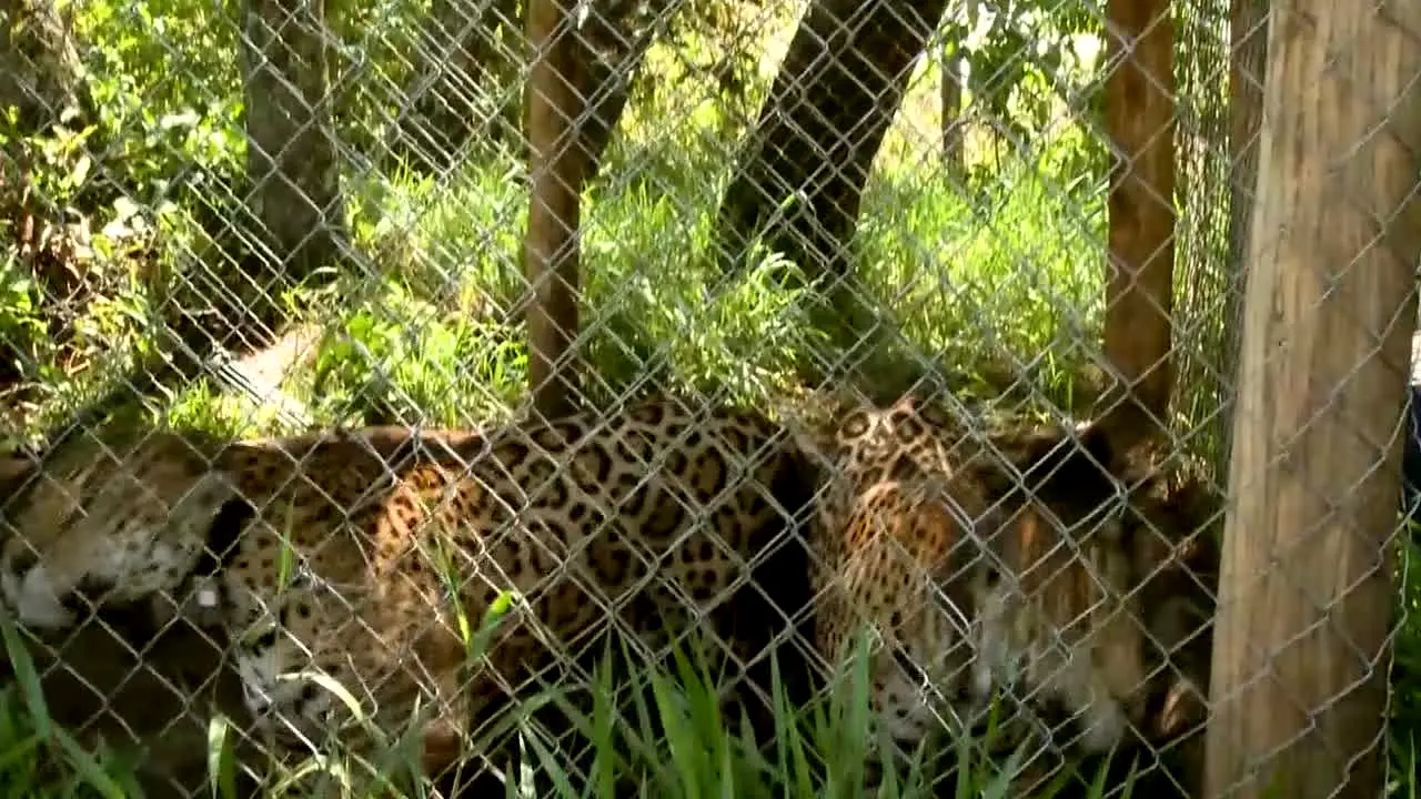 BBC Earth en direct