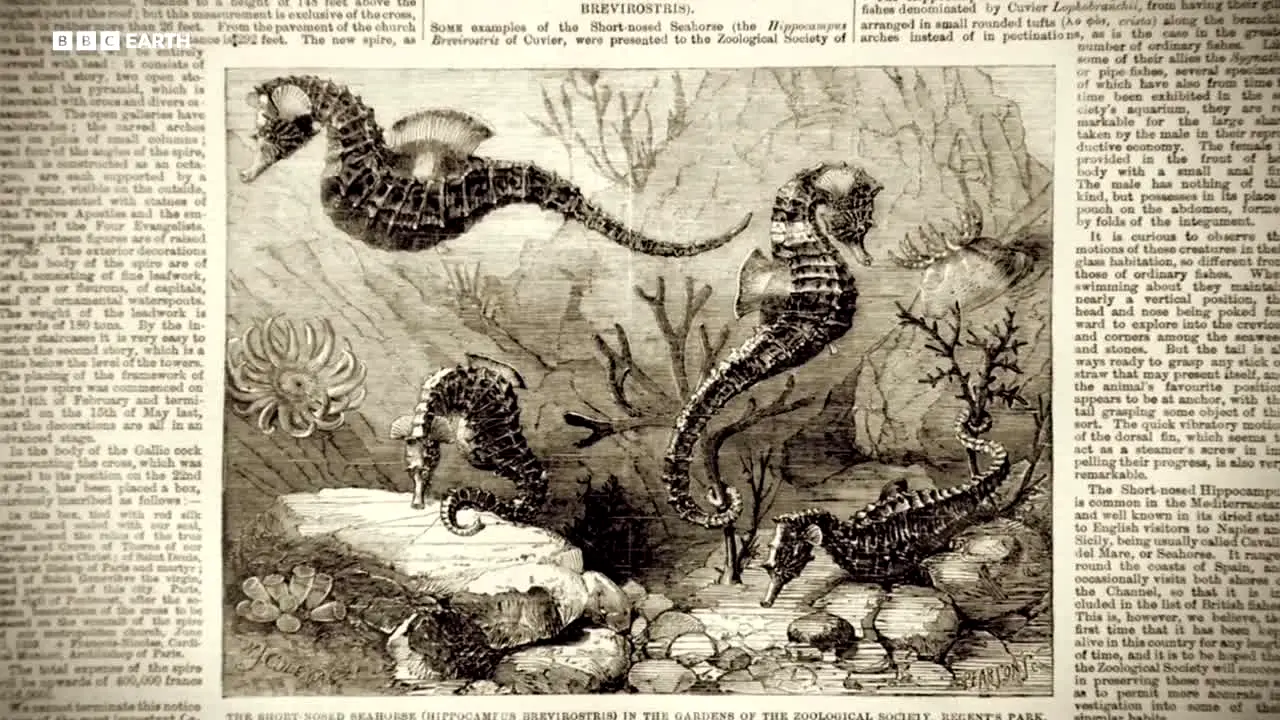 BBC Earth en direct