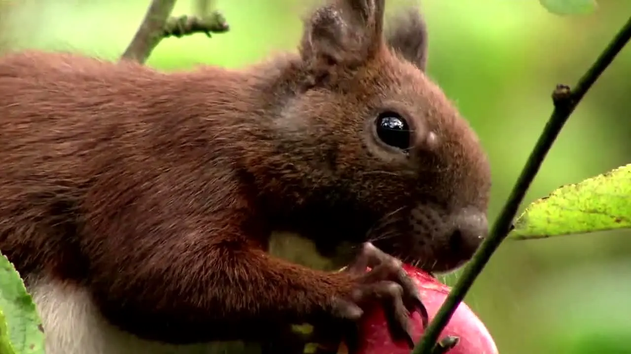 Tierwelt en direct