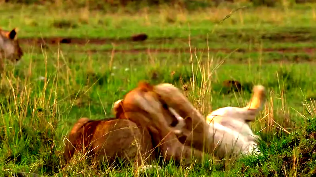 Tierwelt live