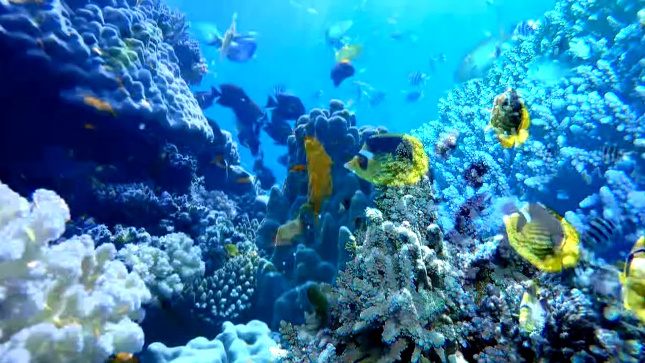 Ocean Vibes in diretta