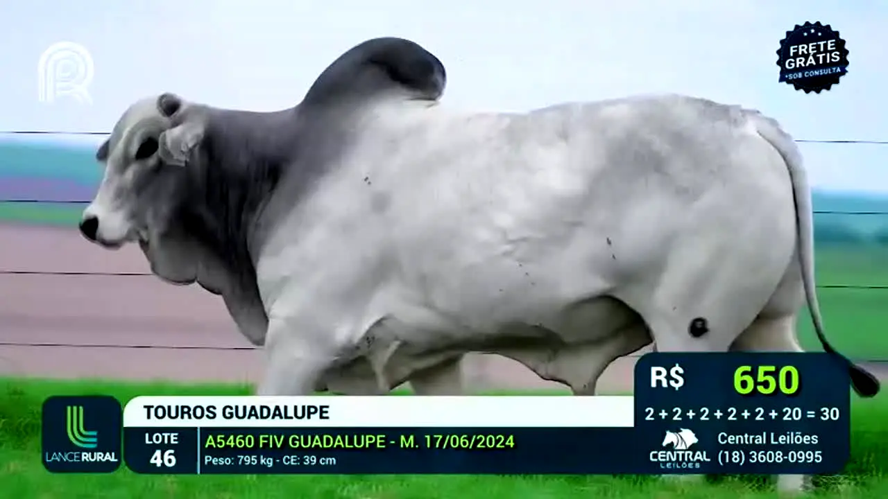 Canal Rural in diretta