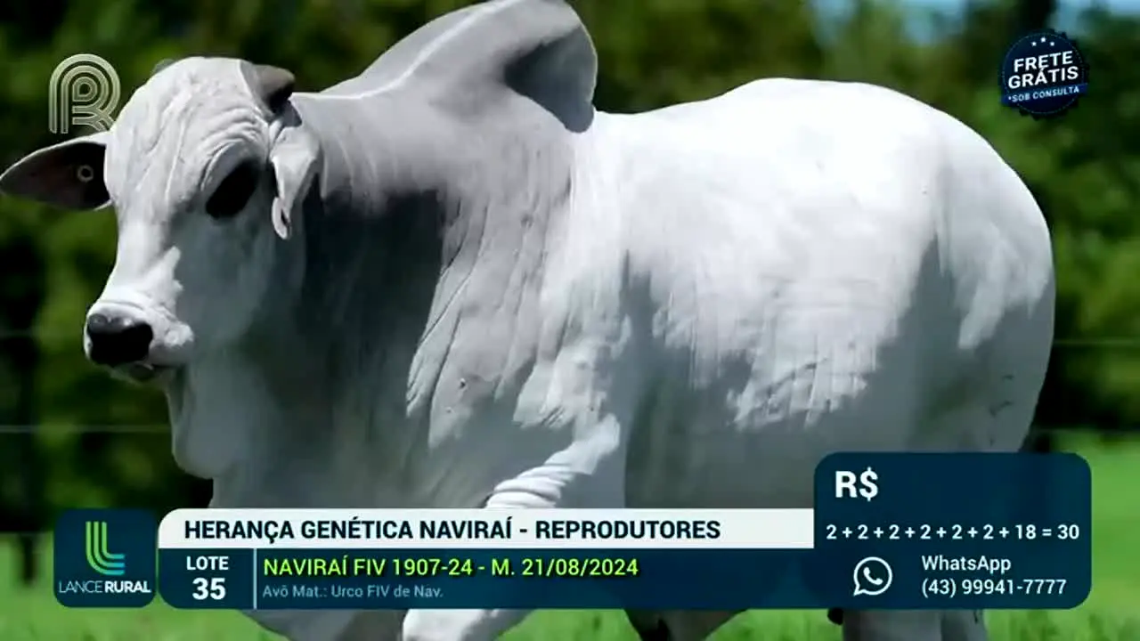 Canal Rural live