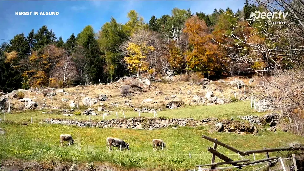 Peer TV Südtirol live