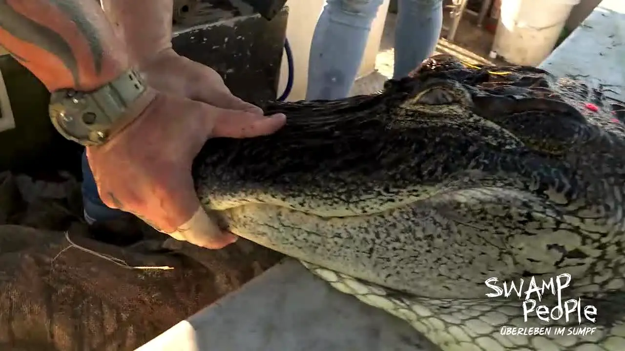 Swamp People - Überleben im Sumpf live