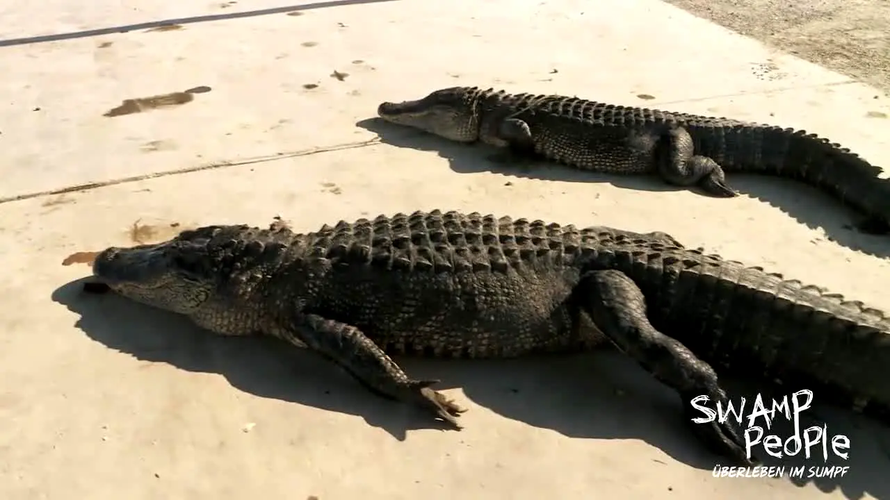 Swamp People - Überleben im Sumpf live