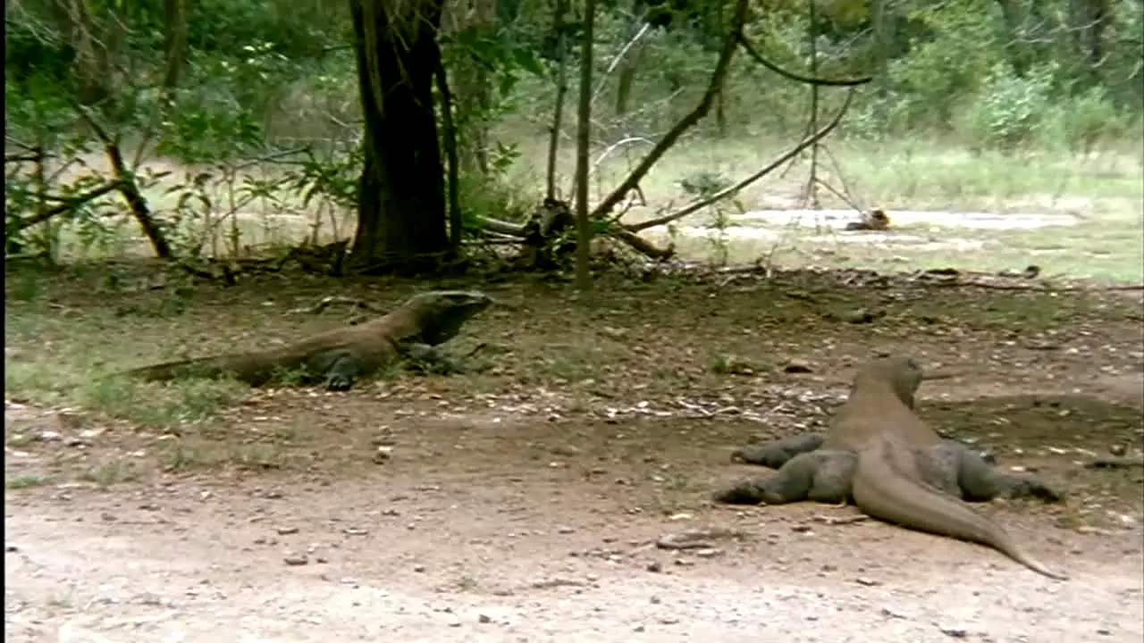 BBC Earth live