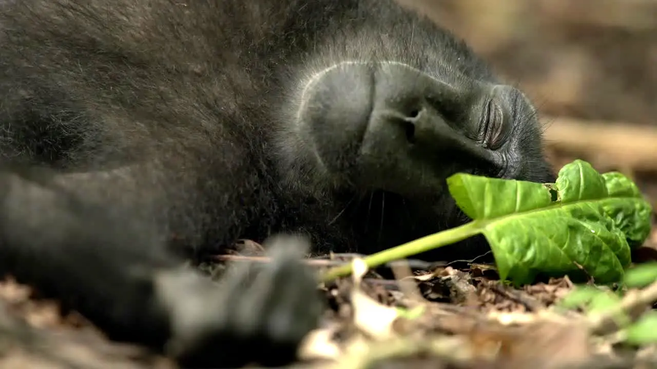BBC Earth en direct