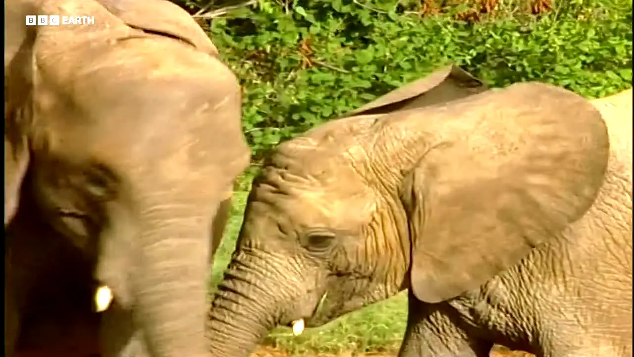 BBC Earth live