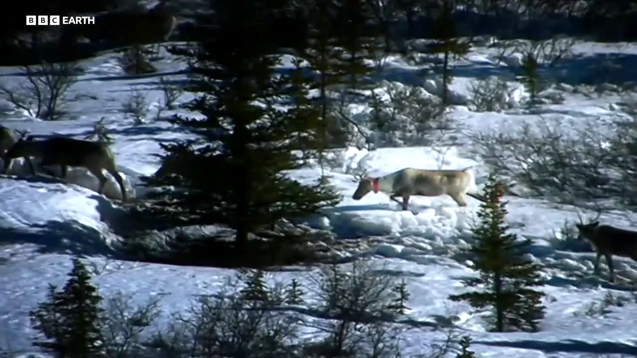 BBC Earth ao vivo