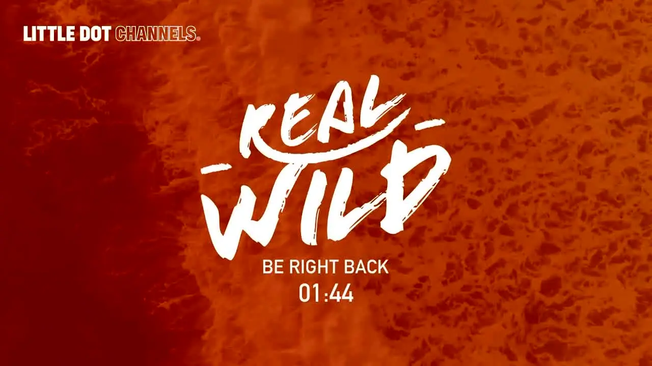 Real Wild in diretta