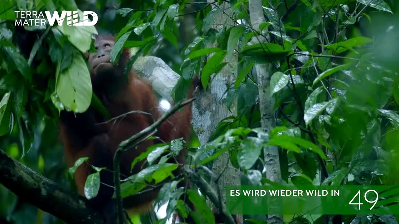 Terra Mater WILD live