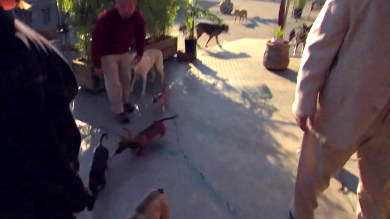 Hundehviskeren live