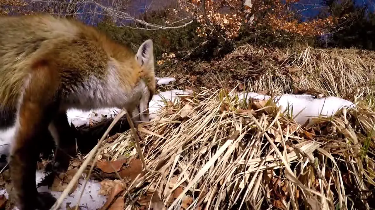 Real Wild live