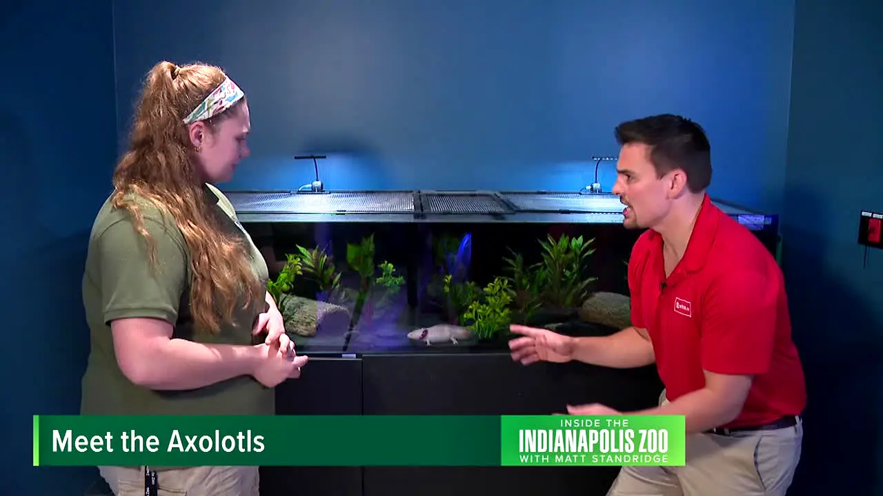 WTHR NBC News 13 Indianapolis IN live