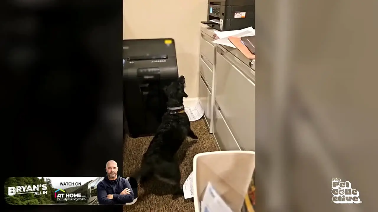 The Pet Collective — прямой эфир