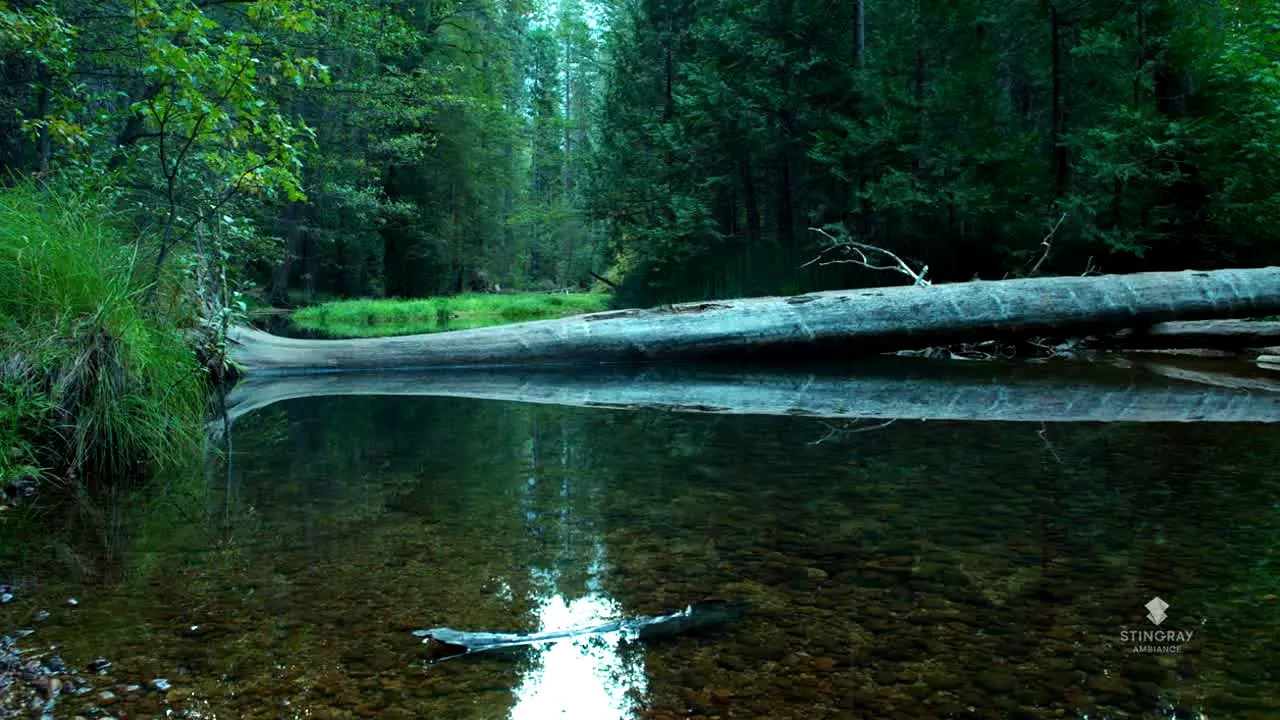 NatureVision in diretta