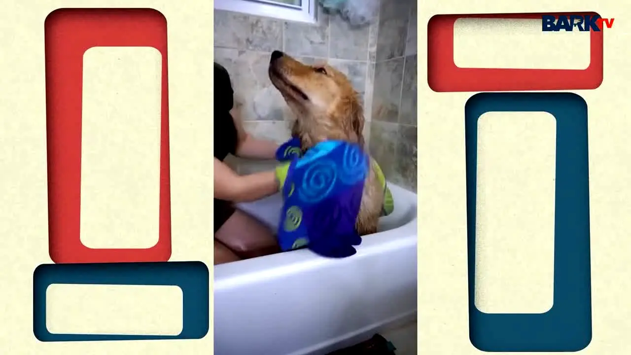 Bark TV live