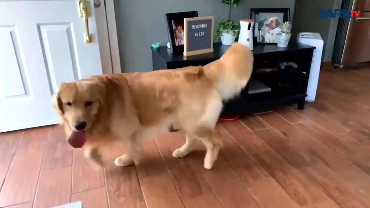 Bark TV live